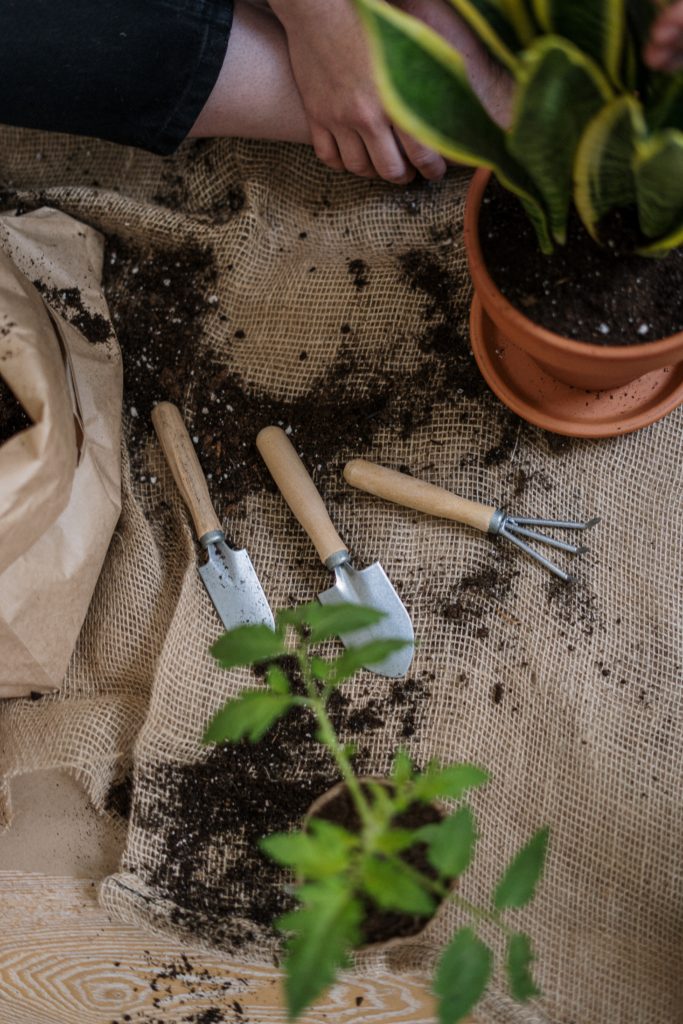 homegrown salads with fablstyle von cottonbro von Pexels